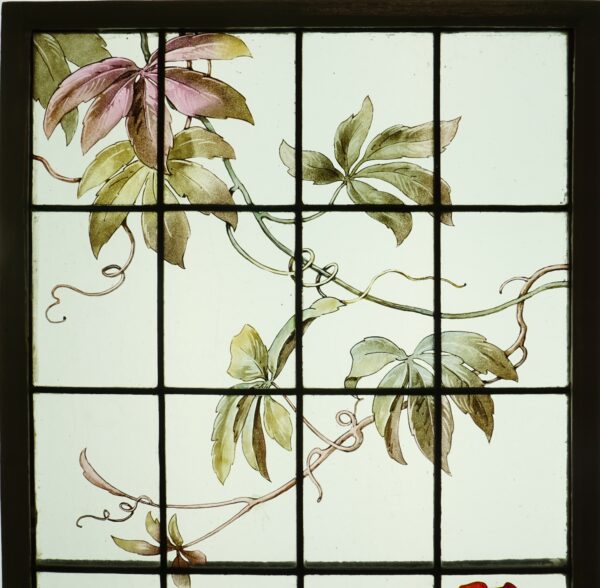Bignone et vigne vierge – Image 3