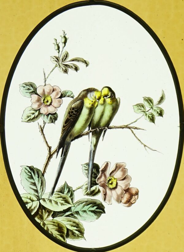 Perruches sur aubépine – Image 2