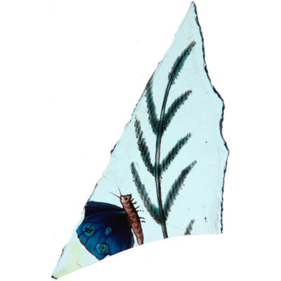 Papillon